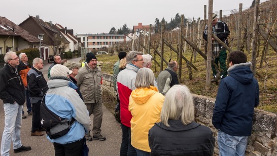 Rebschnittlergang am Asperg